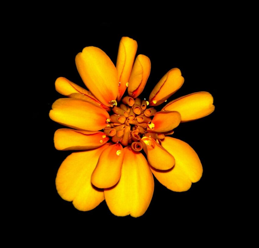 Macro shot of a vibrant yellow-orange marigold flower against a black background.