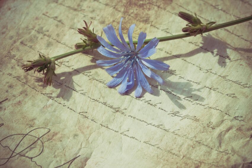 A delicate blue chicory flower resting on an aged handwritten paper, creating a nostalgic feel.